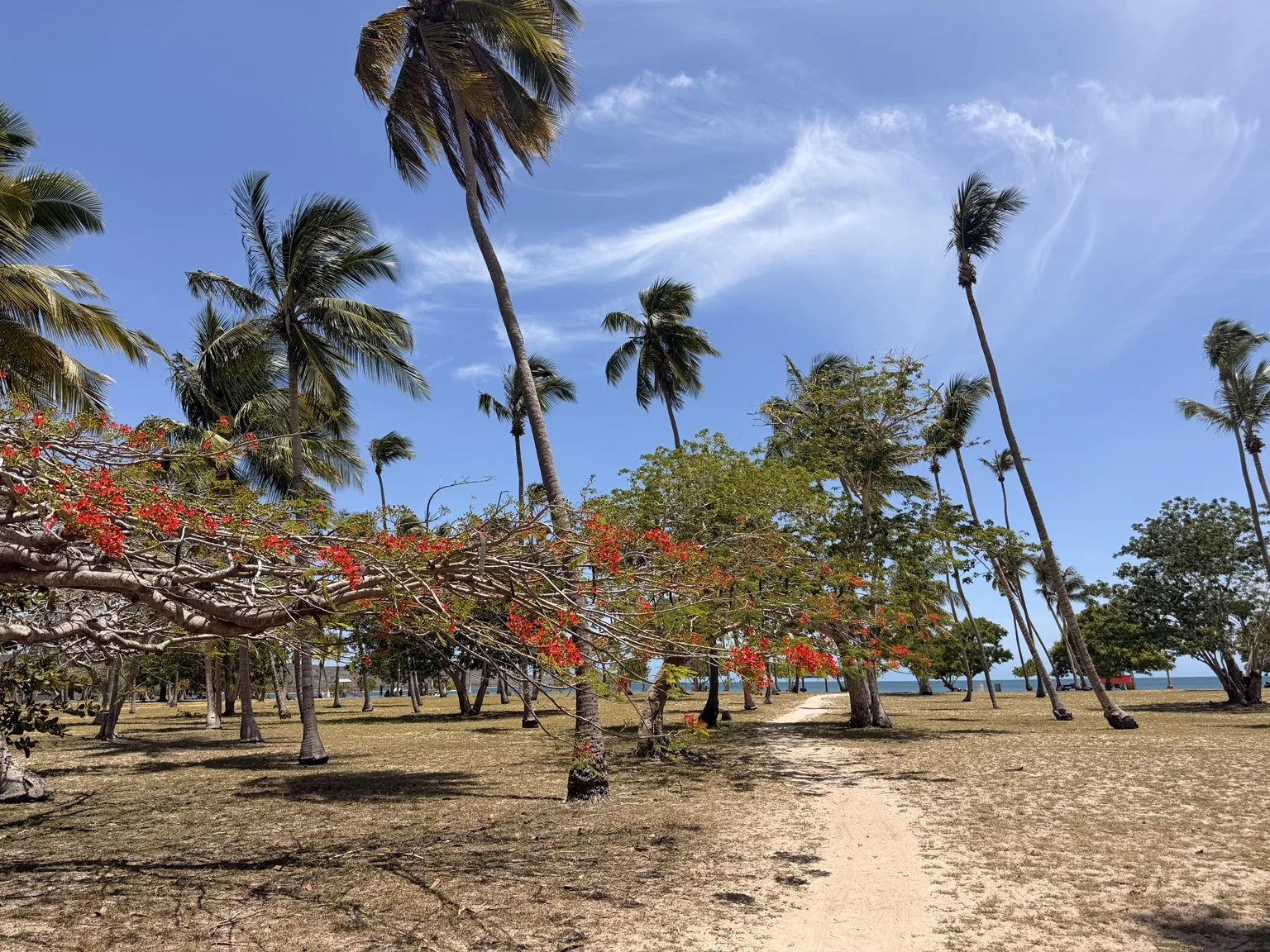 Palm trees in southwest Puerto Rico